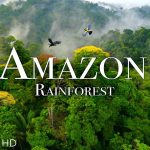 The Amazon Jungle: A 200 Million Year Journey